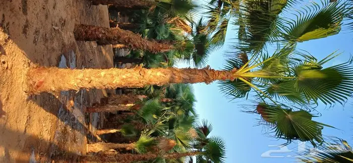 نخل واشنطني 2