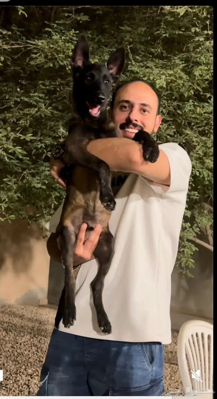 كلاب مالينو 1