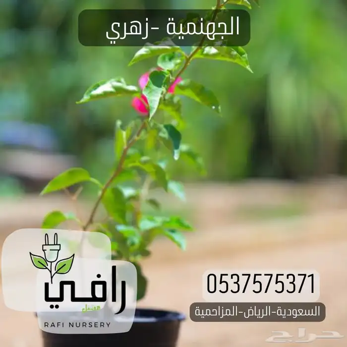 شتلات الجهنمية 1