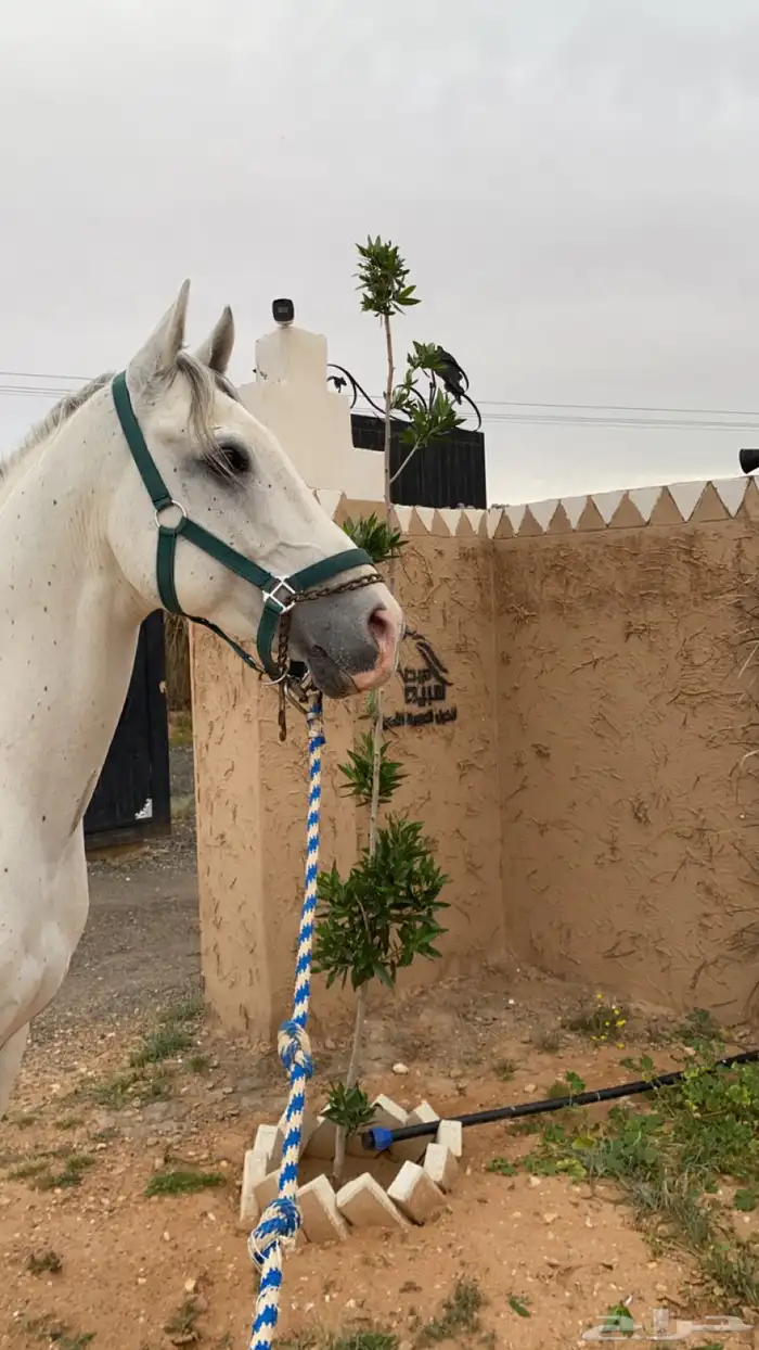 ايواء خيل 9