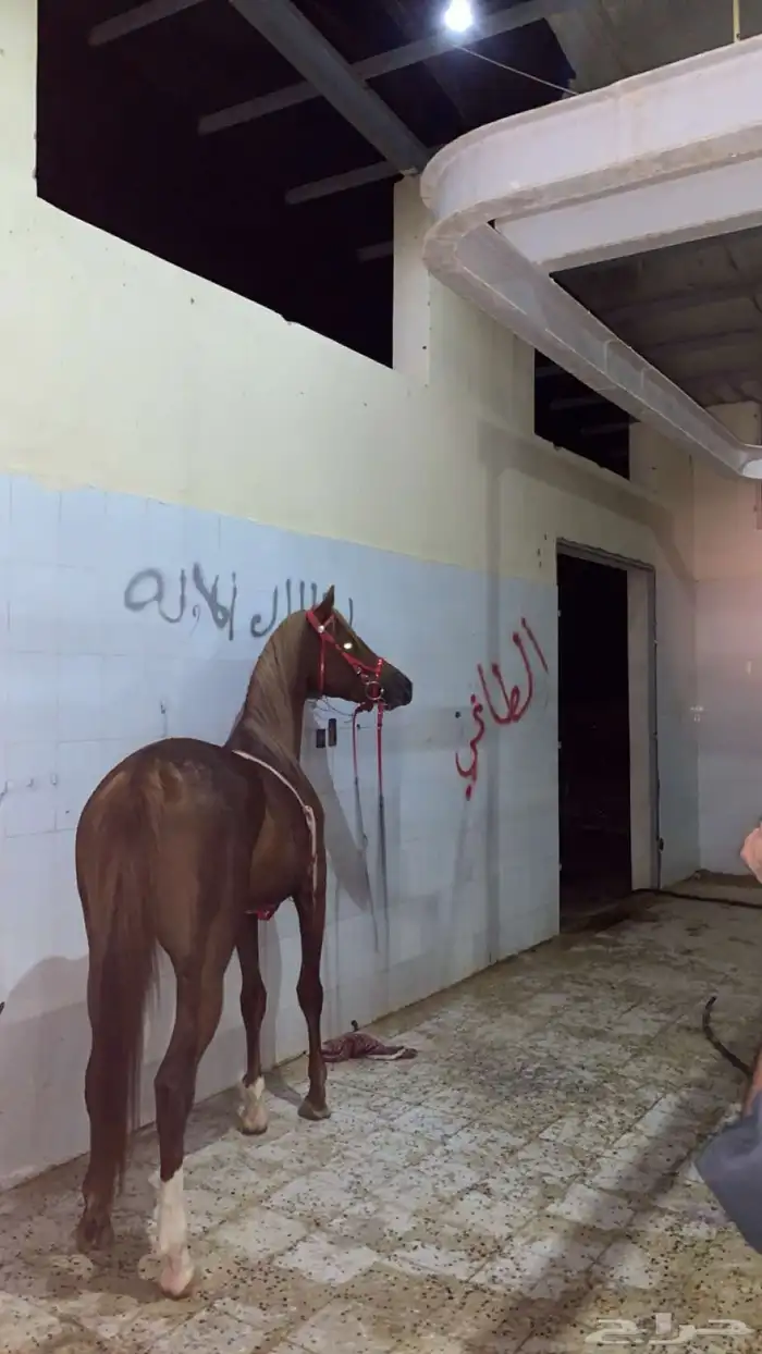 حصان عربي ورق 4