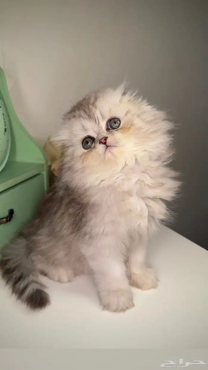 سكوتش فولد لونق هير كيتن قطط قزمه منشكن شيرازي هملايا انثى 0