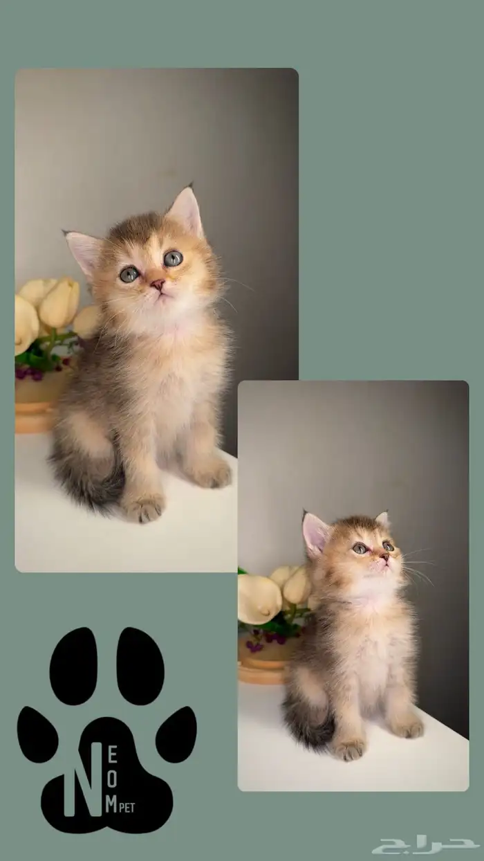 سكوتش فولد لونق هير كيتن قطط قزمه منشكن شيرازي هملايا انثى 5