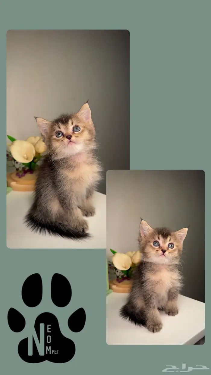 سكوتش فولد لونق هير كيتن قطط قزمه منشكن شيرازي هملايا انثى 6