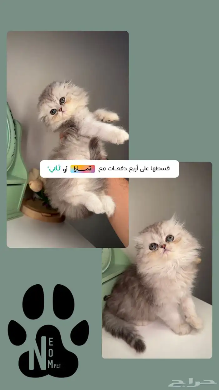 سكوتش فولد لونق هير كيتن قطط قزمه منشكن شيرازي هملايا انثى 1