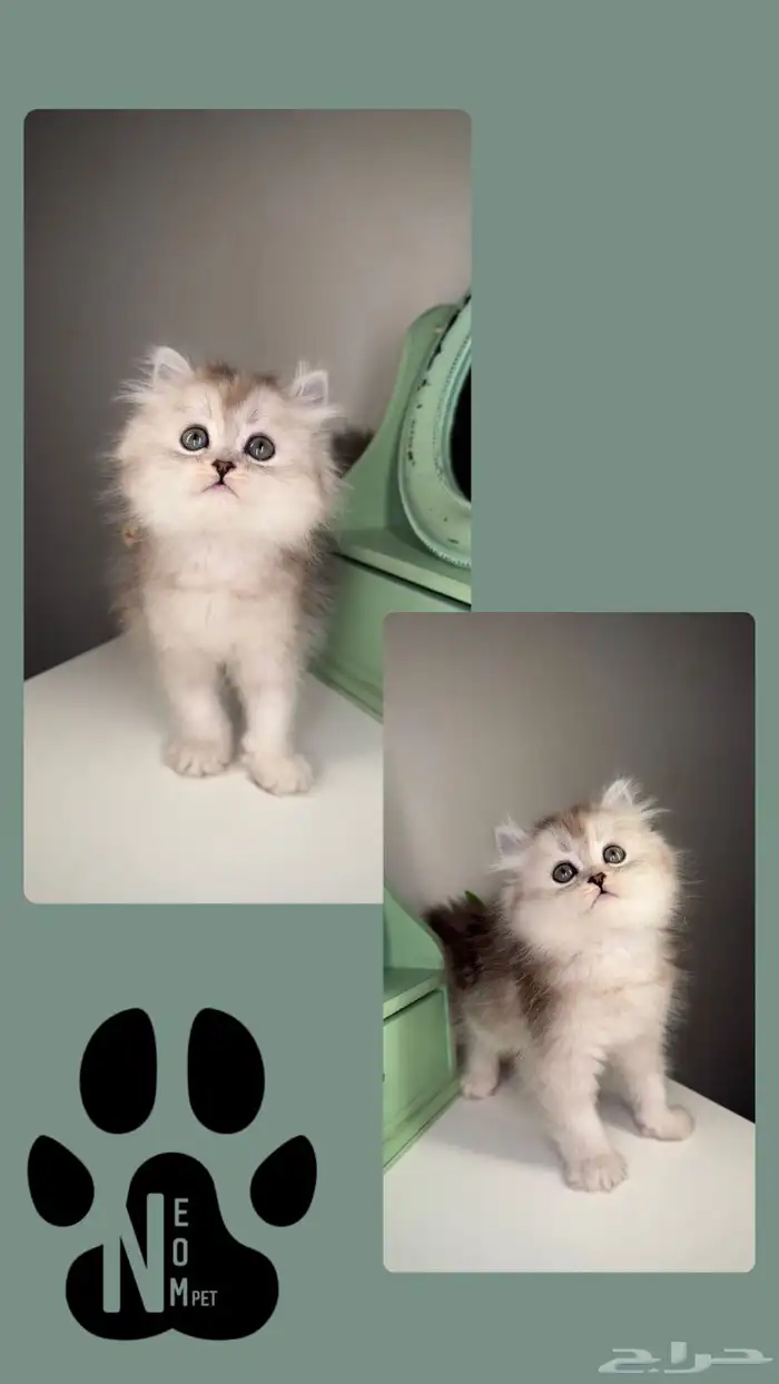 سكوتش فولد لونق هير كيتن قطط قزمه منشكن شيرازي هملايا انثى 2