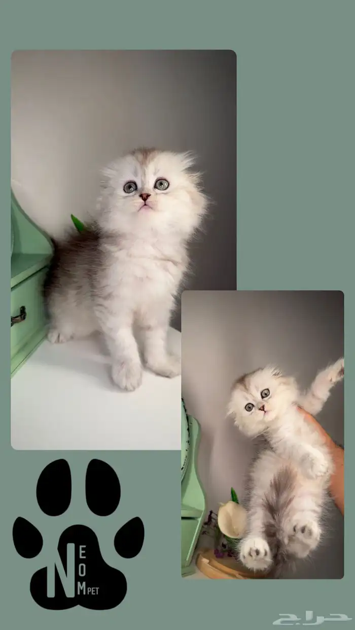 سكوتش فولد لونق هير كيتن قطط قزمه منشكن شيرازي هملايا انثى 4