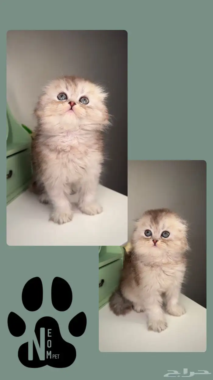 سكوتش فولد لونق هير كيتن قطط قزمه منشكن شيرازي هملايا انثى 3