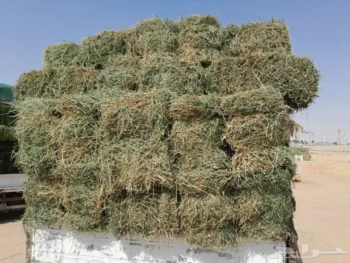 برسيم القصيم نعومه وسط ورق صافي 1