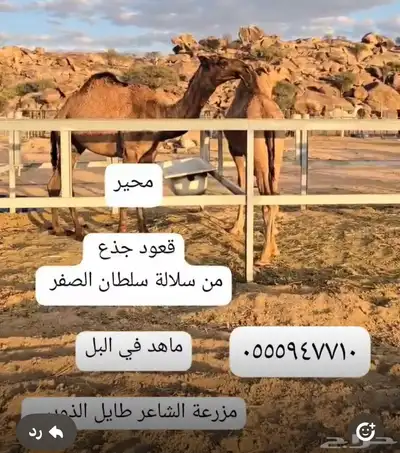 مجموعة قعدان مشاريع فحول 8