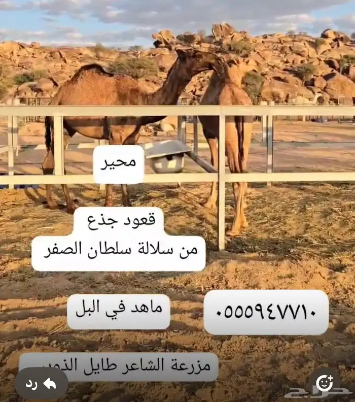 مجموعة قعدان مشاريع فحول 8
