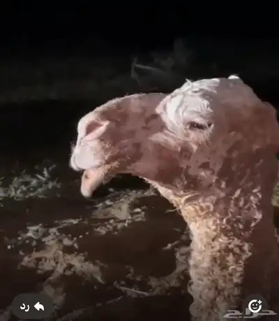 قعدان مشاريع فحول 6