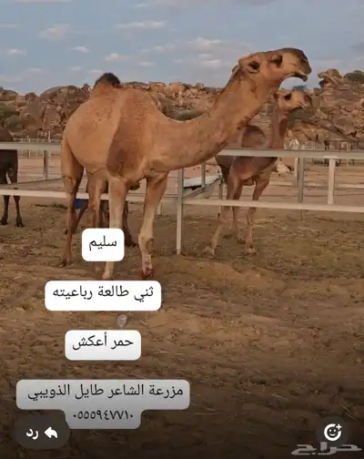 قعدان مشاريع فحول 9