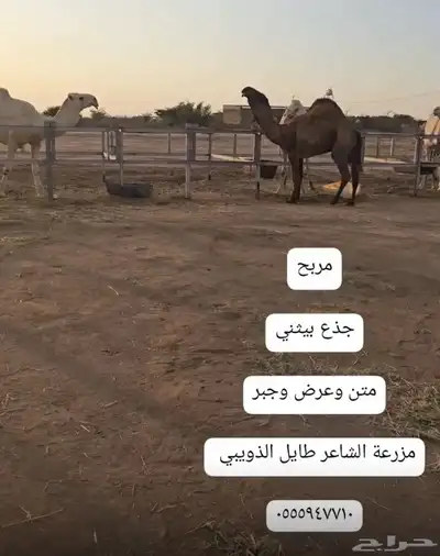 قعدان مشاريع فحول 5