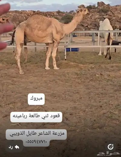 مجموعة قعدان مشاريع فحول 1