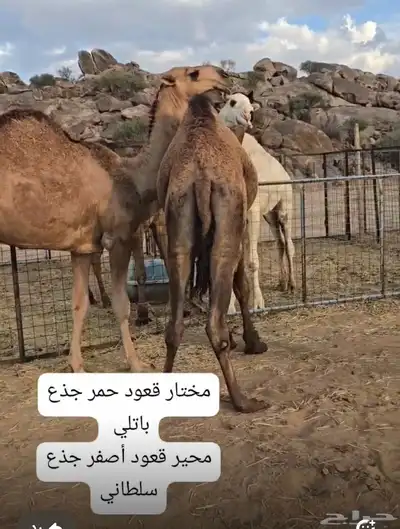 قعدان مشاريع فحول 0