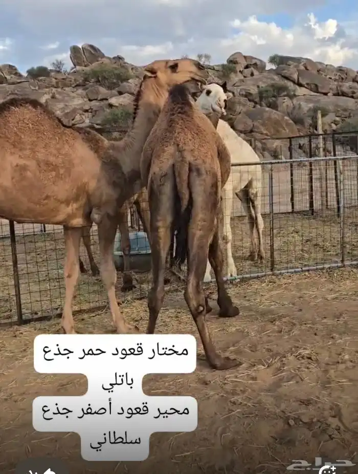 قعدان مشاريع فحول 0