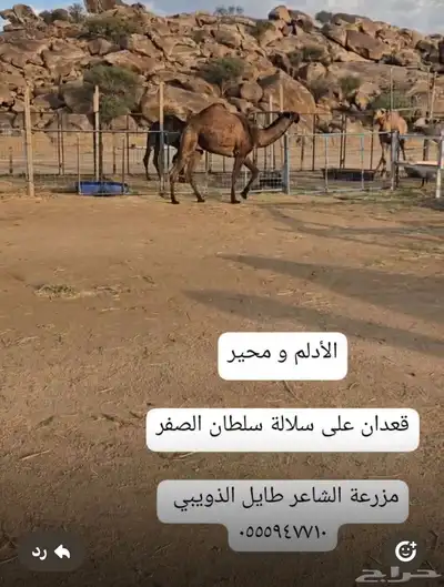قعدان مشاريع فحول 7
