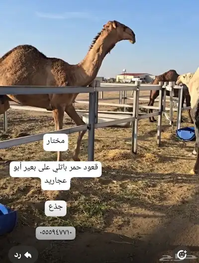قعدان مشاريع فحول 10