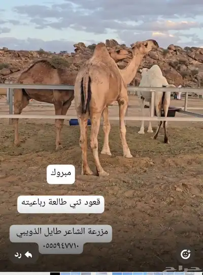 مجموعة قعدان مشاريع فحول 11
