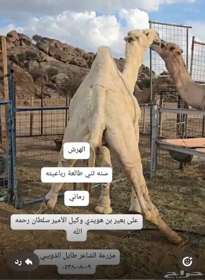 قعدان مشاريع فحول 1