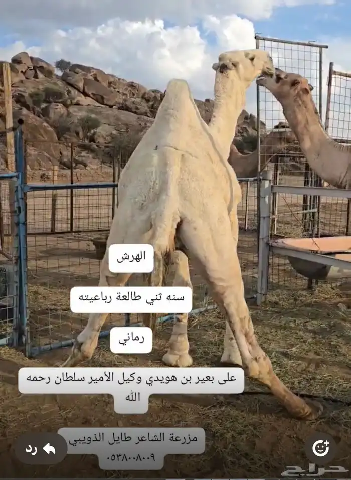 قعدان مشاريع فحول 1