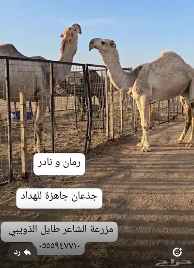 قعدان مشاريع فحول 11