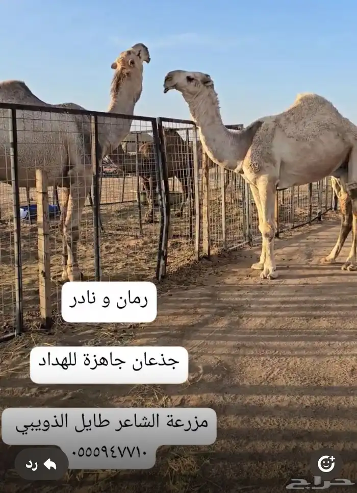 قعدان مشاريع فحول 11