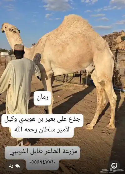 مجموعة قعدان مشاريع فحول 9