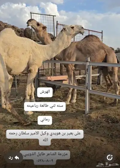 قعدان مشاريع فحول 2