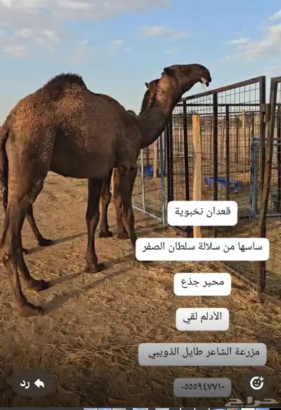 قعدان مشاريع فحول 4