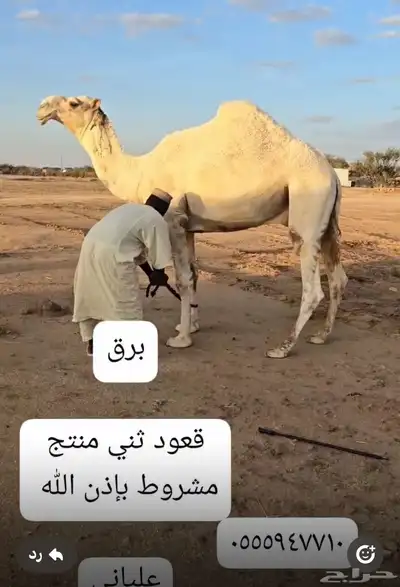 مجموعة قعدان مشاريع فحول 4