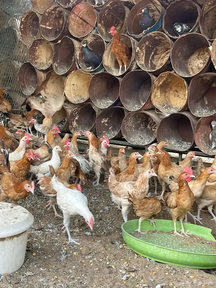 دجاج بلدي عمر ثلاث شهور 7