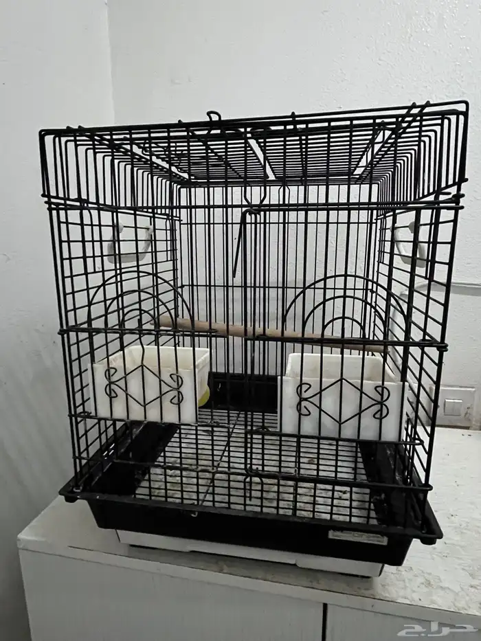 بغبغاء سنغالي 1