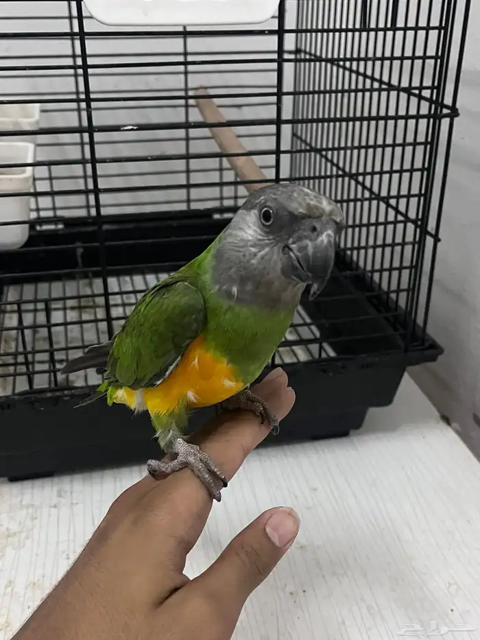 بغبغاء سنغالي 7