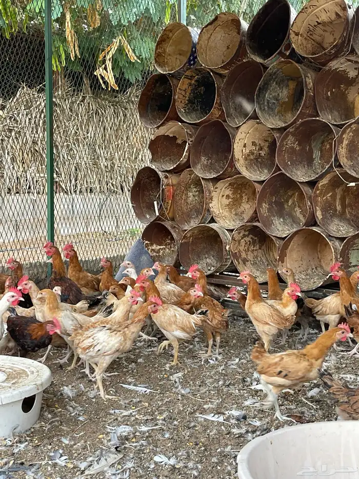 دجاج بلدي عمر ثلاث شهور 12