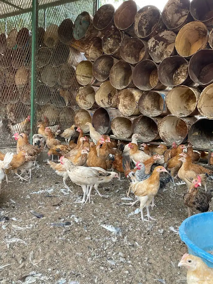 دجاج بلدي عمر ثلاث شهور 11