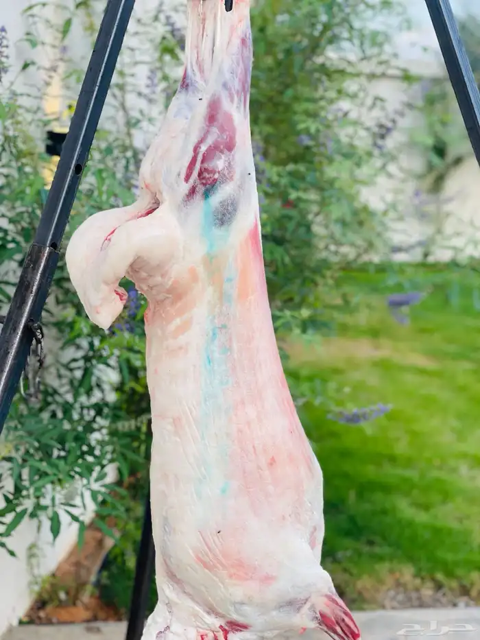 مشويات خارجيه مشاوي شواء شوي ذبائح 20