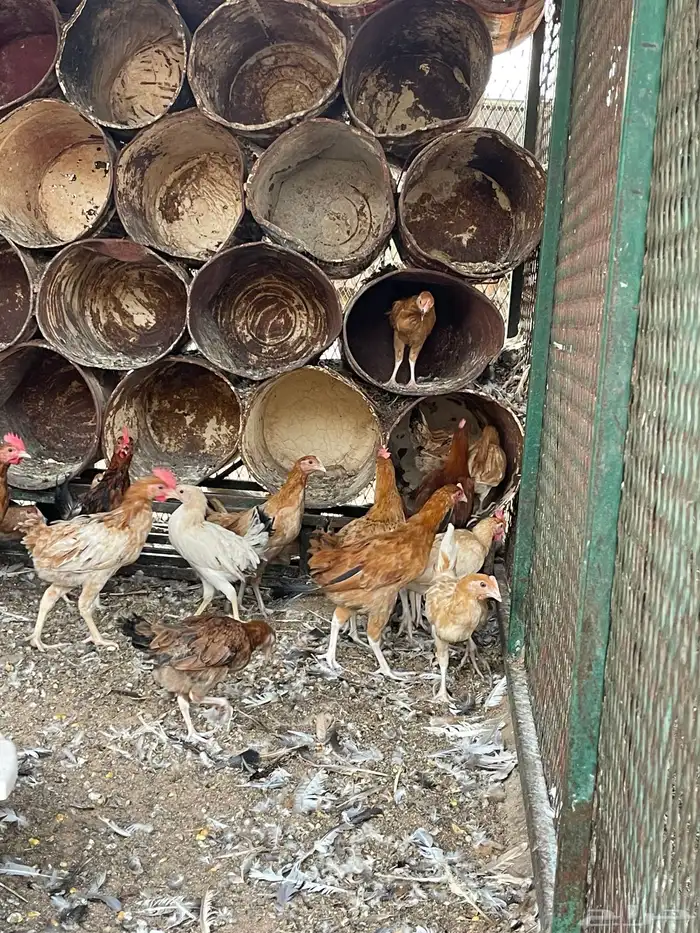 دجاج بلدي عمر ثلاث شهور 10