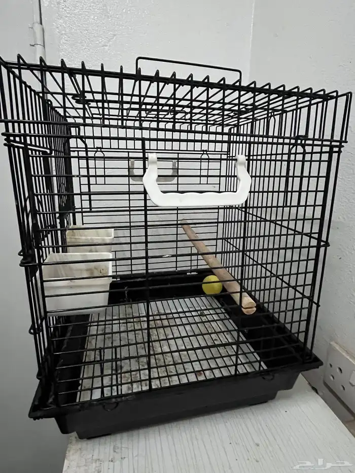 بغبغاء سنغالي 2