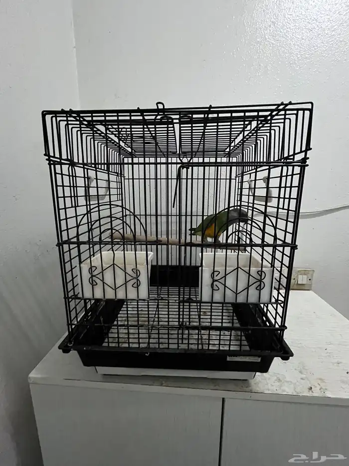 بغبغاء سنغالي 3