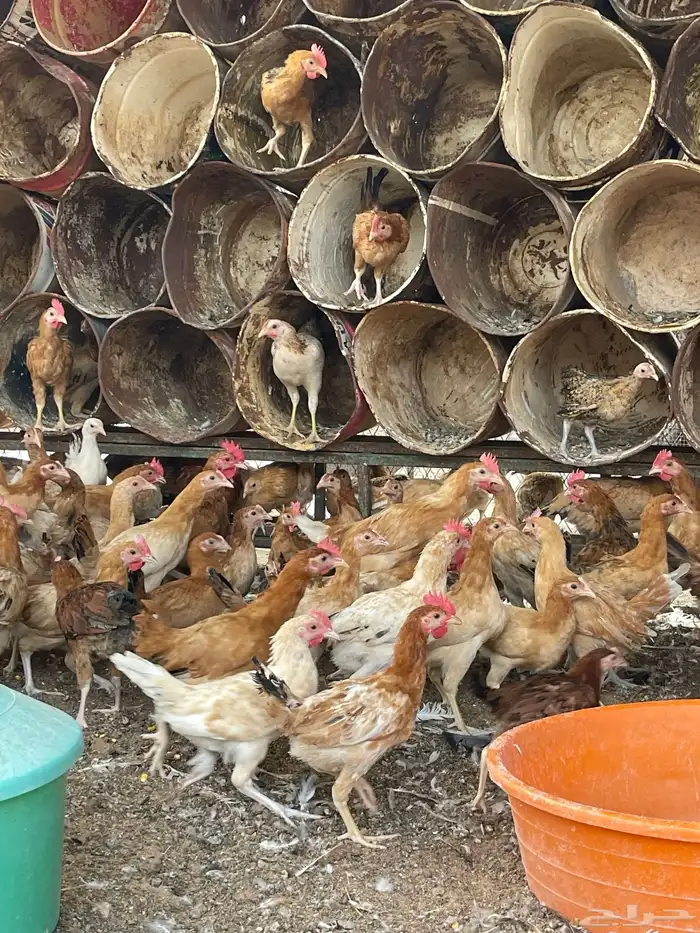 دجاج بلدي عمر ثلاث شهور 2