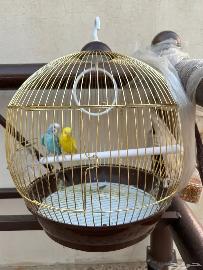 القفص من غير الطيور للبيع القفص فقط للبيع 1