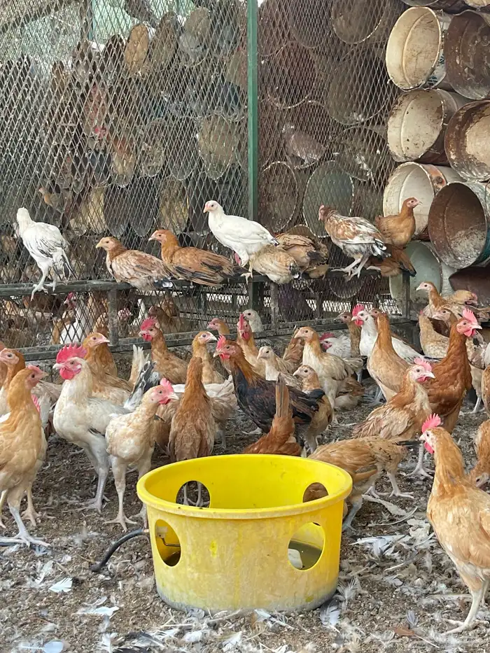 دجاج بلدي عمر ثلاث شهور 4