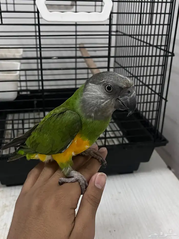 بغبغاء سنغالي 6