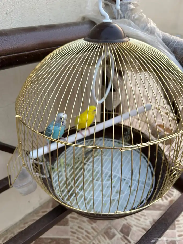 القفص من غير الطيور للبيع القفص فقط للبيع 0