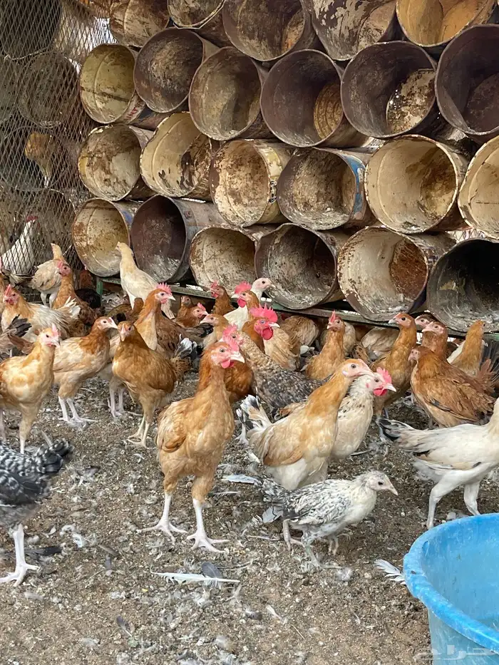 دجاج بلدي عمر ثلاث شهور 9