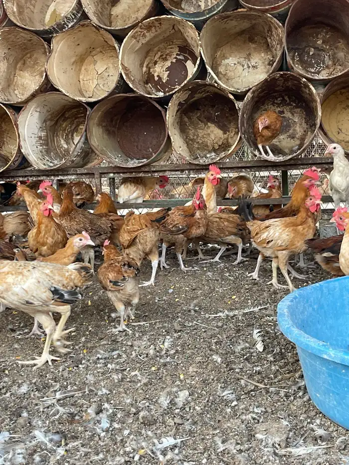 دجاج بلدي عمر ثلاث شهور 1