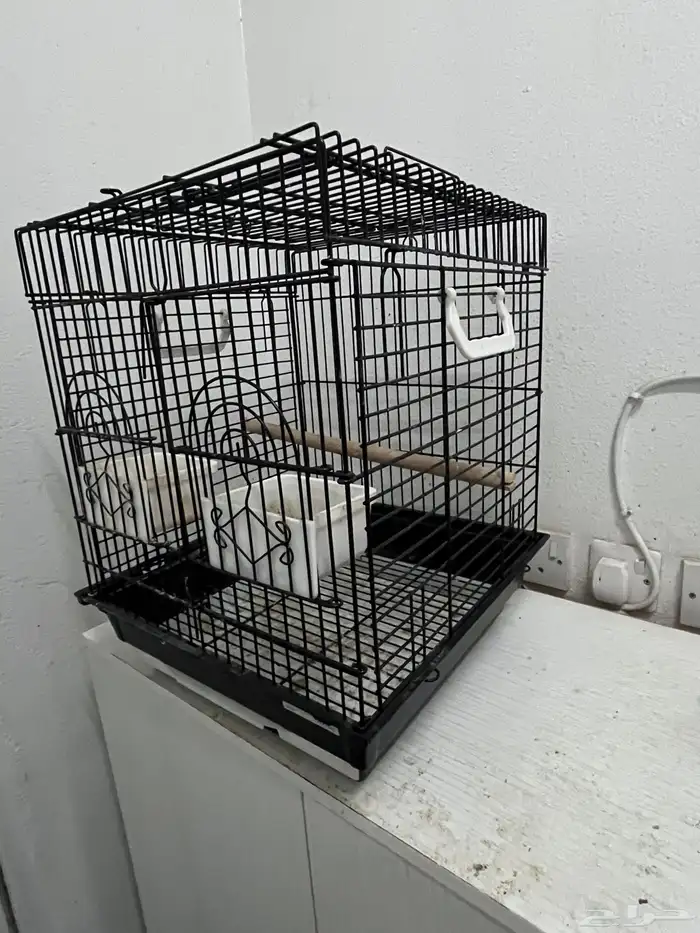 بغبغاء سنغالي 0