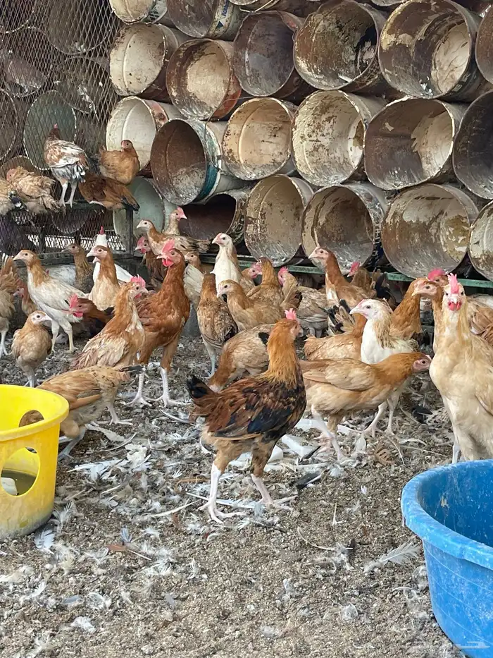 دجاج بلدي عمر ثلاث شهور 6